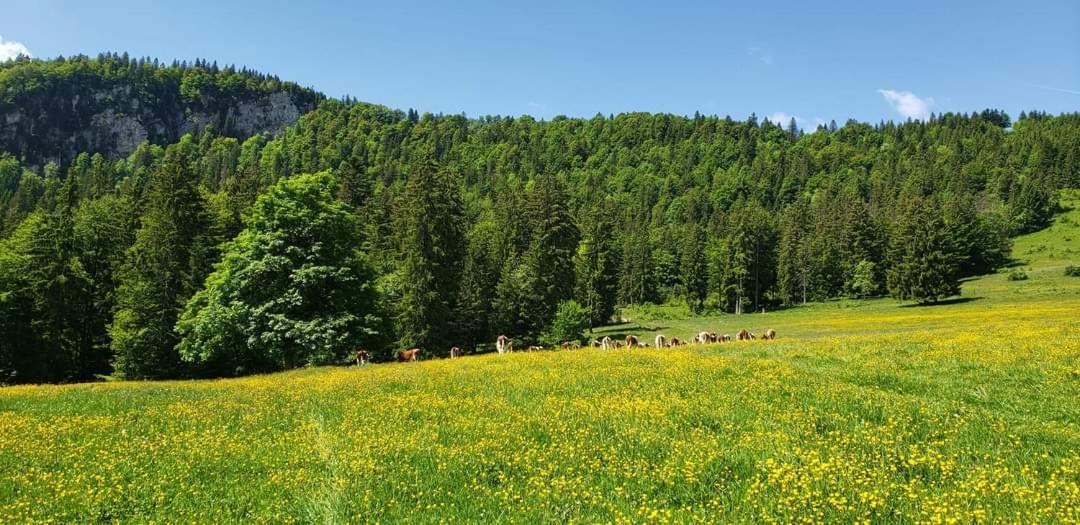 Place Royale Pour 10 A 12 Personnes A 30 Met Des Pistes De Ski Et Vtt Métabief Dış mekan fotoğraf